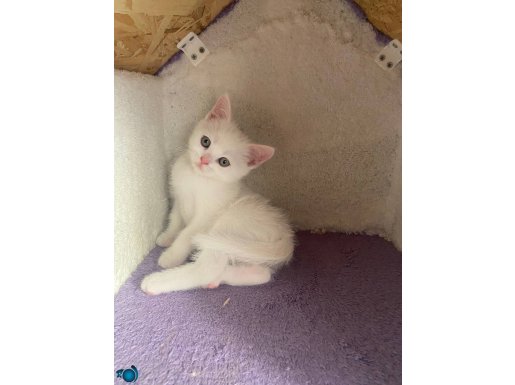 2 aylık British Shorthair