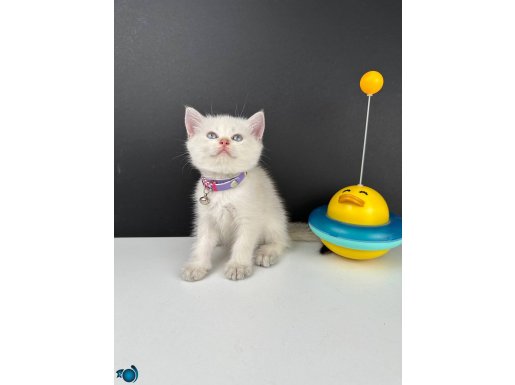 British Shorthair Bluepoint Erkek 