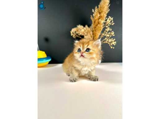 British Loghair Golden Ny11 Erkek 