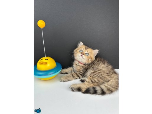 British Longhair Golden Erkek 