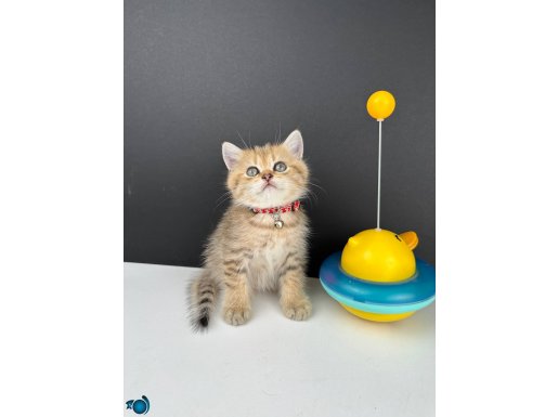 British Shorthair Golden Erkek 