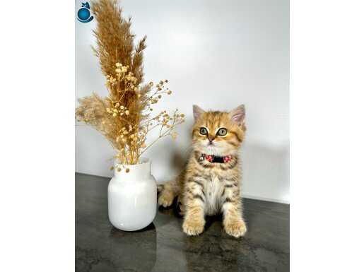 British Shorthair Golden 2 aylık 