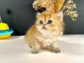 British Loghair Golden Ny11 Erkek 