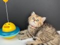 British Longhair Golden Erkek 