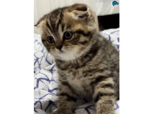 Scottish fold baby cinsi yavrumuzu sahiplendiriyoruz 
