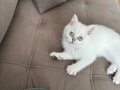 Oyuncu maviş gözlu ve cok cana yakın yavrumuz 