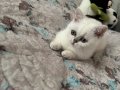 Oyuncu maviş gözlu ve cok cana yakın yavrumuz 