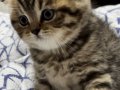 Scottish fold baby cinsi yavrumuzu sahiplendiriyoruz 