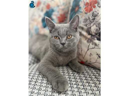 4 Şubat Doğumlu Safkan British Shorthair Erkek Yavru