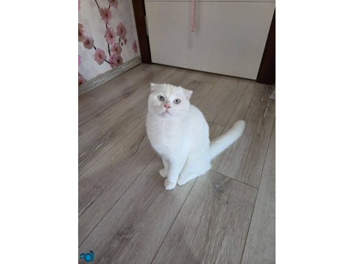 Beyaz scottish yavru yeni yuvasını arıyor.