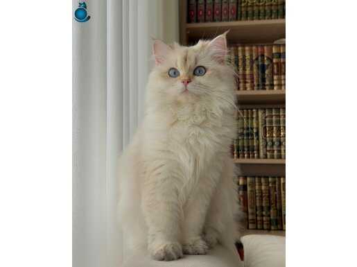 Uysal, kendi halinde ve uyumlu bir kedi. <3