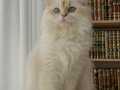 Uysal, kendi halinde ve uyumlu bir kedi. <3