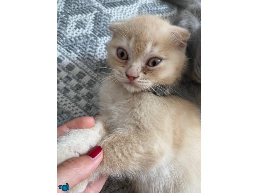 Eğitimli Kedi Sahiplendirme