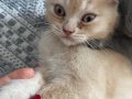 Eğitimli Kedi Sahiplendirme