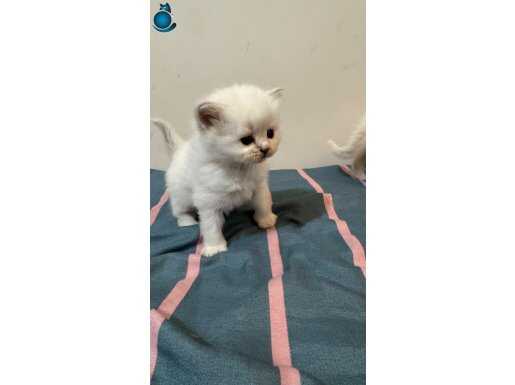 British longhair