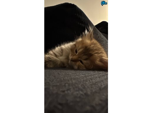 İki British Longhair 