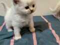 British longhair