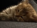 İki British Longhair 