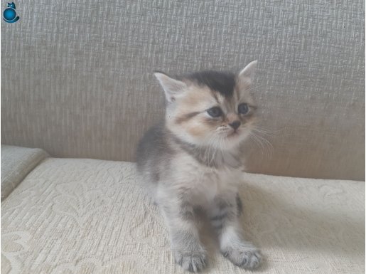 Küçük Minnaklar.