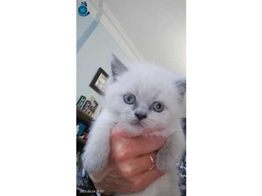  45 günlük British Shorthair