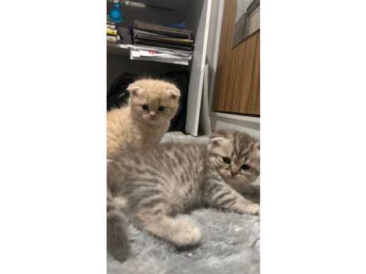 Scottish fold yavrular 