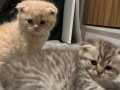 Scottish fold yavrular 