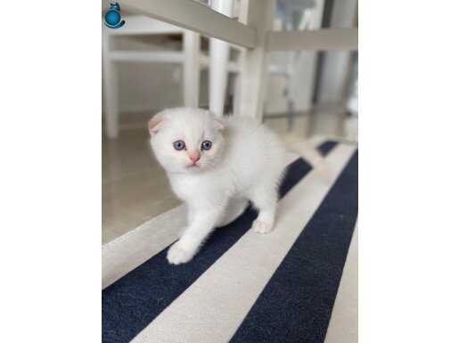 Teslime Hazır uygun puanlı sahiplendirilecektir 