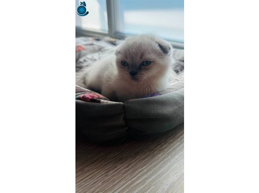 Safkan Scottish Fold Blue Point 