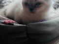 Safkan Scottish Fold Blue Point 