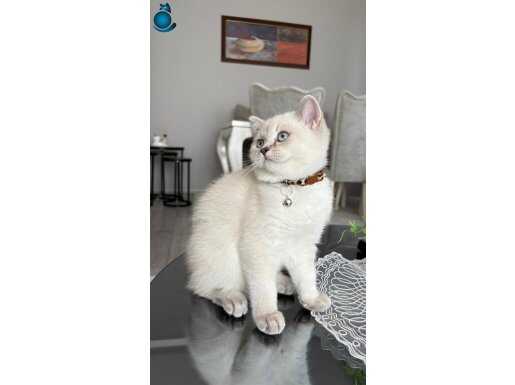 4aylık dişi british shorthair kedi