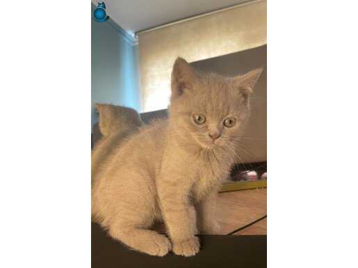Lilac British shorthair 