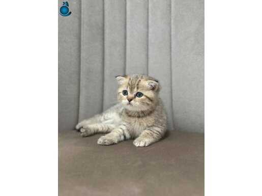 2.5 AYLIK YUMURCAK YAVRU