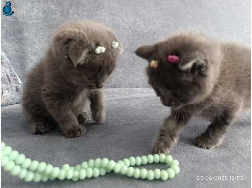 Scottish fold bebişler mama ve kum eğitimlerini tamamladı