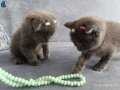 Scottish fold bebişler mama ve kum eğitimlerini tamamladı