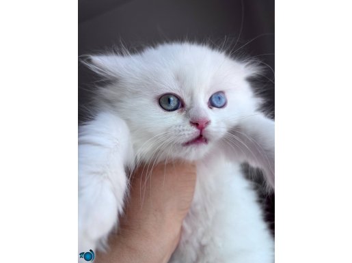 British longhair-erkek-dişi