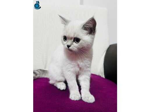 British shorthair blue point ve beyaz yavrularım