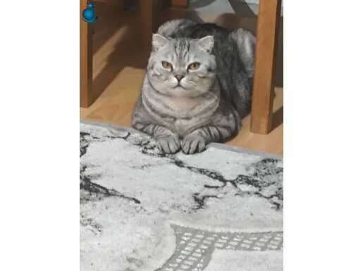 British Shorthair, 2.5 Yaşında, Erkek, Kısırlaştırılmış.