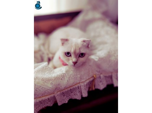PRENSES LOLA HAZRETLERİ | SCOTTISH FOLD | DİŞİ | FEMİNEN