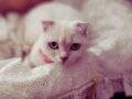 PRENSES LOLA HAZRETLERİ | SCOTTISH FOLD | DİŞİ | FEMİNEN