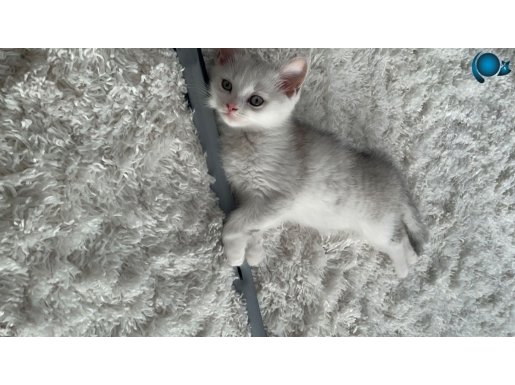 2 Aylık British Shorthair Cana Yakın Dişi Yavru