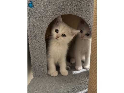 British Shorthair 2 Aylık Eğitimli Yavrular
