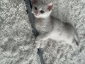 2 Aylık British Shorthair Cana Yakın Dişi Yavru