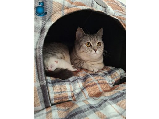 Anne Ve Yavru British Shorthair ( yavru 1 aylık erkek )