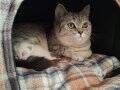 Anne Ve Yavru British Shorthair ( yavru 1 aylık erkek )