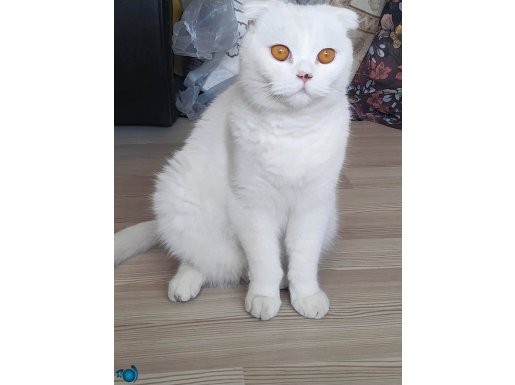 Oğlum pamuk yuva arıyor 
