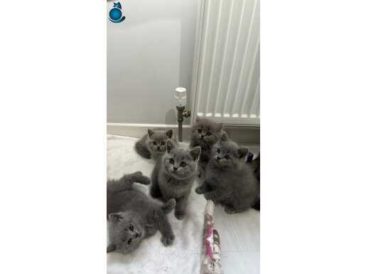 YENİ YUVALARINI ARIYORLAR