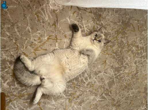 kedi british