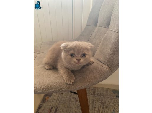 2 aylık Top Kafa Scottish Fold ve British Shorthair