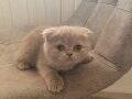 2 aylık Top Kafa Scottish Fold ve British Shorthair