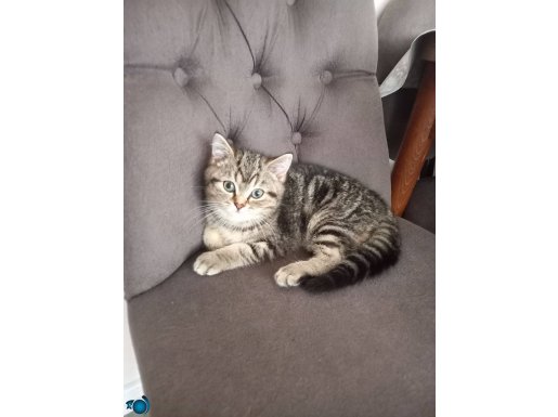 Acil satılık kedi 